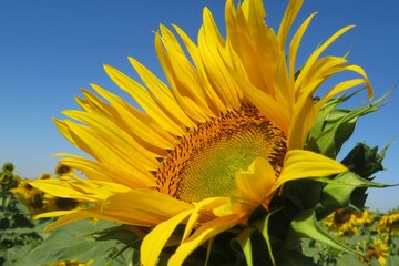 Beautiful sunflower in the field of blue sky background, closeup