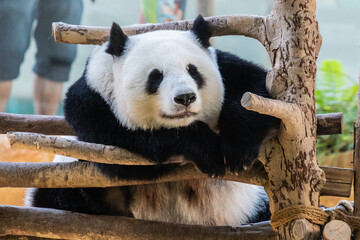 Zoo Kuala Lumpur, Malaysia, Animals, Birds, Reptiles