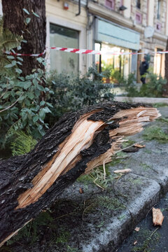 Fallen tree after heavy rain