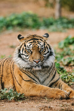 angry looking sumatran tiger laying on the ground