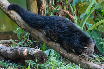 Zoo Kuala Lumpur, Malaysia, Animals, Birds, Reptiles