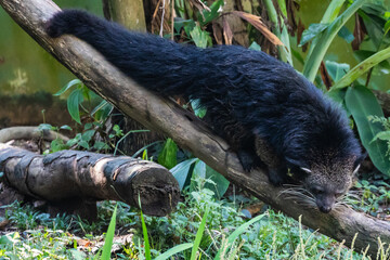 Zoo Kuala Lumpur, Malaysia, Animals, Birds, Reptiles