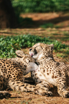 cheetahs cleaning themselves
