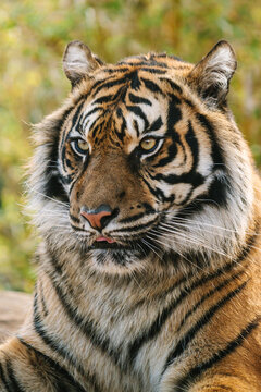 portrait of sumatran tiger