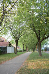 wald weg