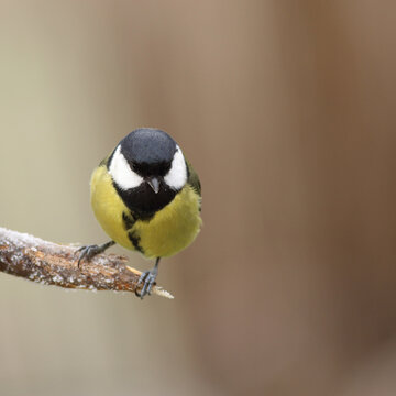 Great tit bird perched on a branch