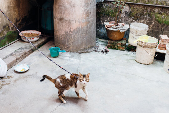 domestic cat