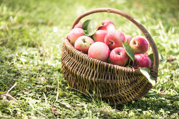 basket full of ripe apples in a garden. Apple harvest. Autumn concept
