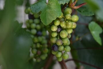 grapes on vine
