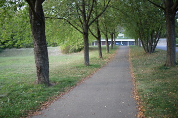 Fototapeta premium wald weg