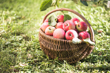 basket full of ripe apples in a garden. Apple harvest. Autumn concept