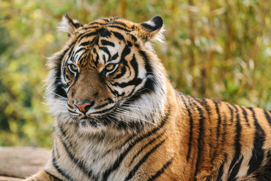 portrait of male sumatran tiger