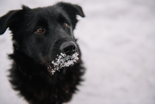 Black dog just ate snow; copy space
