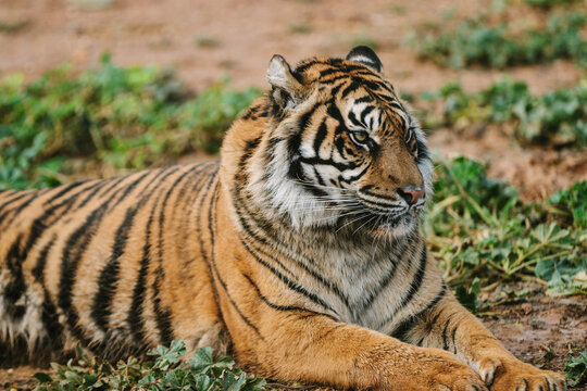 sumatran tiger laying on the ground