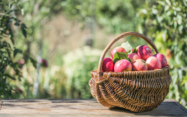 basket full of ripe apples in a garden. Apple harvest. Autumn concept