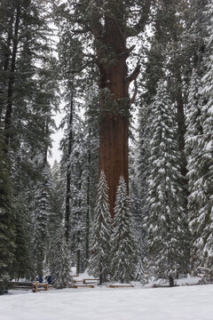 General Sherman Sequoia Tree in Winter