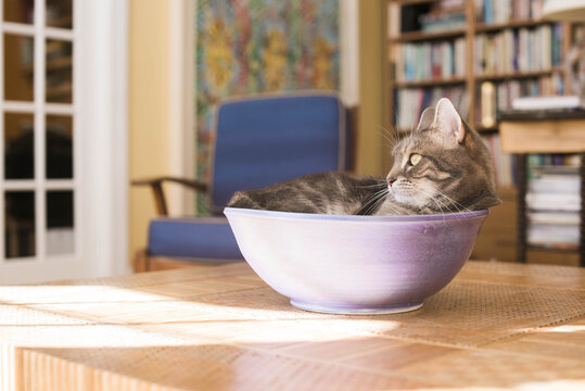 Cat in Bowl
