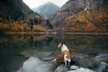 dog at mountain lake in autumn. Travel with Jack Russell Terrier. Tracking with a pet