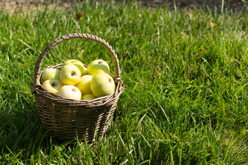 A small basket with green and yellow apples on a green lawn. Rustic style. Horizontal orientation. Copy space.