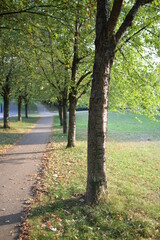 Naklejka premium wald weg