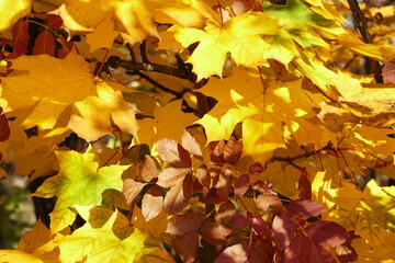 Autumn leaves in the sunny garden - texture