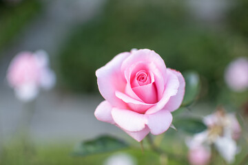 Blüte der rosafarbenen Edelrose