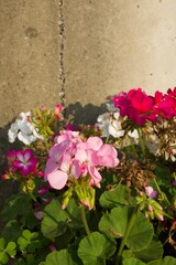 Fototapeta na wymiar 夕日を受けたプランターの花々とコンクリートの背景　多摩川台公園