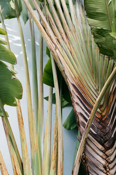 Palm Leaf