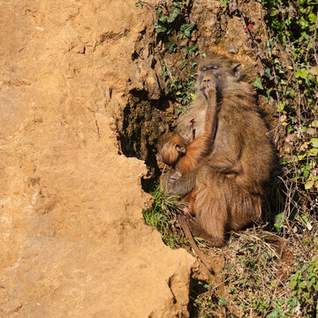 Mother baboon playing with her son