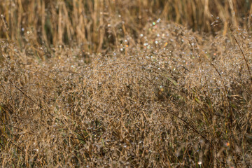 Fototapeta premium Autumn morning in Sweden Skåne