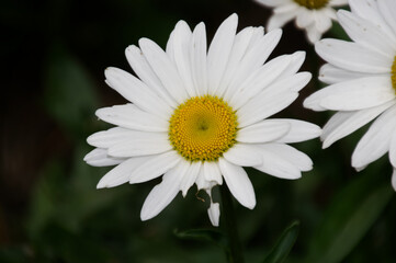 Obraz premium White Daisy in the Garden
