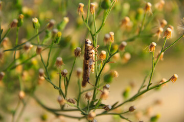 Close-up view of a Grasshopper on a flowering plant