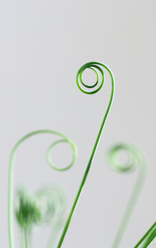 Spiraled green leaves of an exotic plant