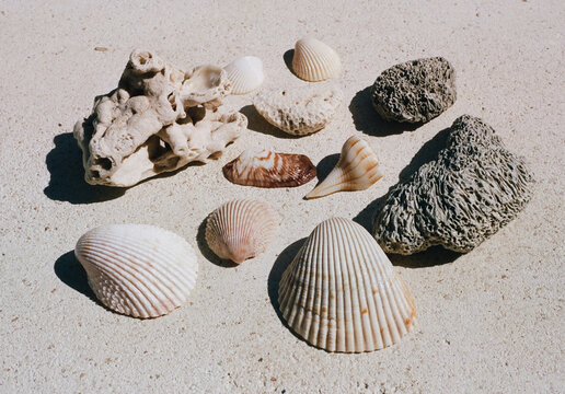 Seashells laid out in the sun