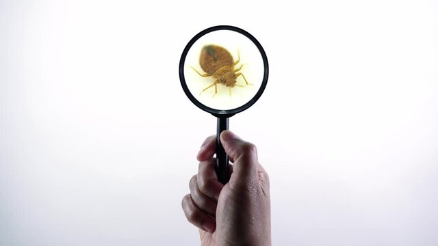 Nasty bedbug insect parasite home infestation extreme macro close up with magnifying glass holding with hand POV inspection. Concept of pest control, expert exterminator house treatments.