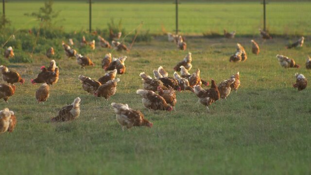 Long shot hens grazing in the farmer's garden. Panning. Real time 4K