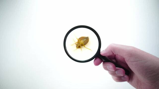 Bedbug insect parasite extreme close up with magnifying glass holding with hand POV on the white background. Super macro and details examination of an adult cimex lectularius bed bug trying to escape.