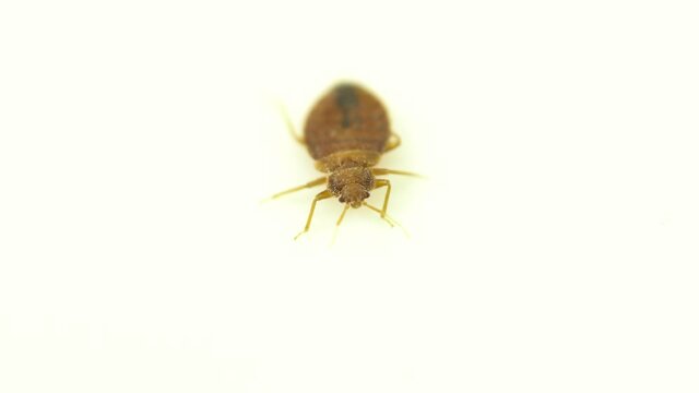 Bedbug insect parasite extreme close up on the white background. Super macro and details examination of an adult cimex lectularius bed bug trying to escape.