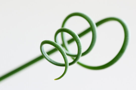 Spiraled green leaves of an exotic plant