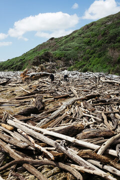 Unrecognisable people searching through a huge pile of driftwood, Arthur River, Tasmania - vertical