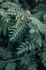 Texture of green forest leaves. Acacia in the autumn forest
