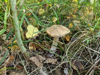 Beautiful close up view of brown cap boletus mushroom isolated on autumn landscape background. Autumn nature backgrounds.