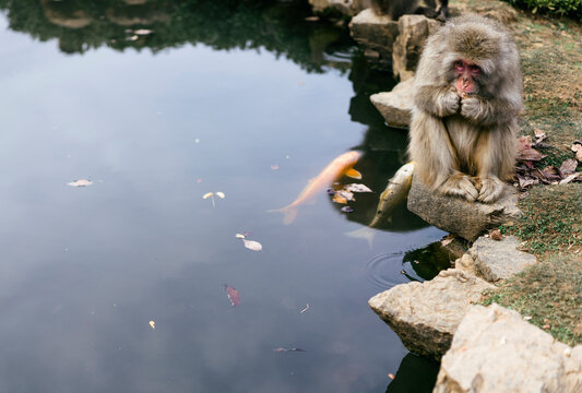 Japanese macaque sitting at a pond and chewing on a nut