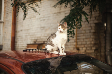 Homeless cat sitting on a red car