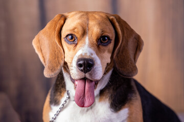beagle puppy portrait