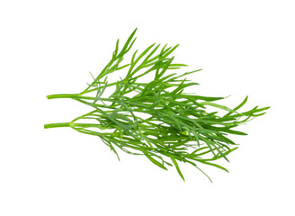 fresh dill on white background
