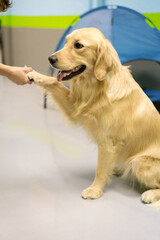 Portrait of a golden retriever dog giving paw
