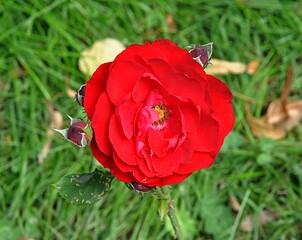 red roses in garden