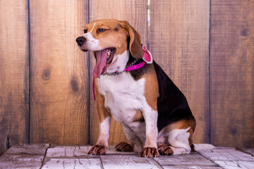 beagle dog sitting on the floor