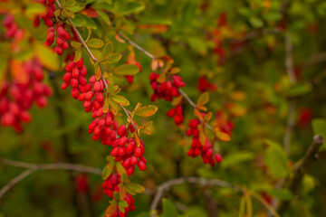 A branch of red ripe barberry berries. Barberry bush in the autumn park.
